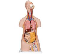 3B Scientific® Buste Classique - Modèle Anatomique Neutre en 14 Parties avec Organes Amovibles pour Enseignement & Formation + Smart Anatomy App (Garantie de 5 Ans)