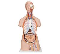 3B Scientific B17 Torse Classique Asexué avec Dos Ouvert, en 21 Parties + Application anatomie gratuite - 3B Smart Anatomy