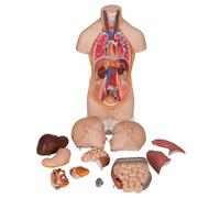 3B Scientific® Buste d’Anatomie Humaine - Modèle Grandeur Nature en 12 Parties avec Organes Amovibles + Application 3B Smart Anatomy pour un Apprentissage Interactif