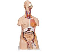 3B Scientific® Buste Deluxe - Modèle Anatomique Humain en 24 Parties avec Organes Génitaux Féminins & Masculins + Smart Anatomy App (Garantie de 5 Ans)