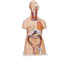 3B Scientific® Buste Deluxe - Modèle Anatomique Humain en 24 Parties avec Organes Génitaux Féminins & Masculins + Smart Anatomy App (Garantie de 5 Ans)