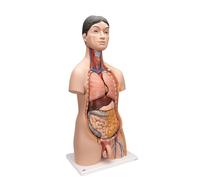 3B Scientific® Buste Japonais - Modèle Anatomique Humain en 18 Parties avec Organes Génitaux Féminins & Masculins + Smart Anatomy App (Garantie de 5 Ans)