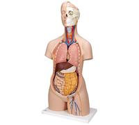 3B Scientific® Buste Standard - Modèle Anatomique Humain en 12 Parties Neutre en Genre + Smart Anatomy App (Garantie de 5 Ans)