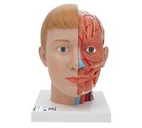 3B Scientific C07 Tête et Cou, en 4 Parties + Application anatomie gratuite - 3B Smart Anatomy