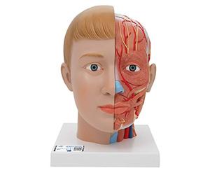 3B Scientific C07 Tête et Cou, en 4 Parties + Application anatomie gratuite - 3B Smart Anatomy