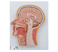 3B Scientific C12 Coupe Médiane de la Tête + Application anatomie gratuite - 3B Smart Anatomy