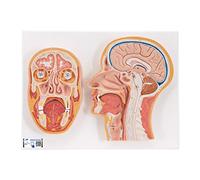 3B Scientific C13 Coupe Médiane et Frontale de la Tête + Application anatomie gratuite - 3B Smart Anatomy