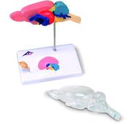 3B Scientific C29 Cerveau de Rat pour Anatomie Comparée