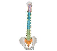3B Scientific® Colonne Vertébrale Didactique Flexible - Modèle Humain Taille Réelle avec Sections Codées par Couleurs + Smart Anatomy App (Garantie de 5 Ans)