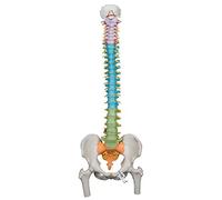 3B Scientific A58/9 Colonne Vertébrale Flexible Didactique avec Moignons de Fémur + Application anatomie gratuite - 3B Smart Anatomy