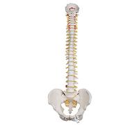 3B Scientific® Colonne Vertébrale Flexible pour Usage Intensif - Modèle Anatomique Humain Taille Réelle + Smart Anatomy App (Garantie de 5 Ans)