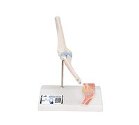 3B Scientific® Coude Mini avec Coupe Transversale - Modèle Anatomique Humain Compact + Smart Anatomy App (Garantie de 5 Ans)