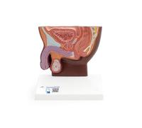 3B Scientific Coupe du bassin masculin, échelle 1/2, peau foncée - 3B Smart Anatomy