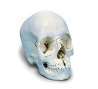 3b Scientific Crâne Articulé Anatomique 22 Pièces