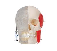 3B Scientific® Crâne BONElike™ - Modèle Humain en 8 Parties avec Moitié Transparente & Anatomie Détaillée + Smart Anatomy App (Garantie de 5 Ans)