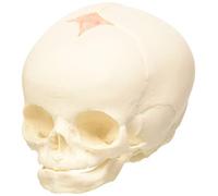 3B Scientific® Crâne Fœtal - Réplique Anatomique Taille Réelle avec Fontanelles, Sutures & Structure Osseuse + Smart Anatomy App (Garantie de 5 Ans)