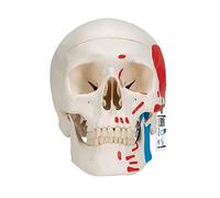 3B Scientific® Crâne Humain - Modèle Classique Taille Réelle en 3 Parties avec Peinture des Muscles, Calvaria & Mandibule Amovibles + Smart Anatomy App (Garantie de 5 Ans)