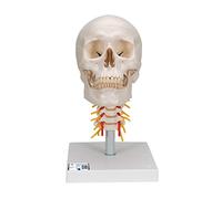 3B Scientific A20/1 Crâne sur colonne vertébrale cervicale modèle, en 4 parties + Application anatomie gratuite - 3B Smart Anatomy
