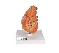 : 3B Scientific® Cœur Classique - Modèle en 3 Parties Taille Réelle avec Représentation du Thymus pour Étude Anatomique + Smart Anatomy App (Garantie de 5 Ans)