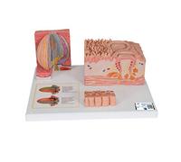 3B Scientific D17 Langue, MICROAnatomie 3B + Application anatomie gratuite - 3B Smart Anatomy