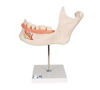 3B Scientific D25 Hémi-Mandibule, Agrandie 3 Fois, en 6 Parties + Application anatomie gratuite - 3B Smart Anatomy
