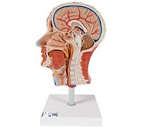 3B Scientific® Demi-Tête avec Musculature - Modèle Anatomique Humain Taille Réelle + Smart Anatomy App (Garantie de 5 Ans)