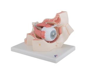 3B Scientific F13 Œil dans l’Orbite, Agrandi 3 Fois, en 7 Parties + Application anatomie gratuite - 3B Smart Anatomy