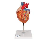 3B Scientific G12 Modèle Anatomique du Cœur Humain, Agrandi 2 Fois, en 4 Parties - 3B Smart Anatomy