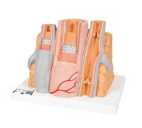 3B Scientific G42 3B MICROanatomy Artère et Veine, Agrandi 14 Fois + Application anatomie gratuite - 3B Smart Anatomy