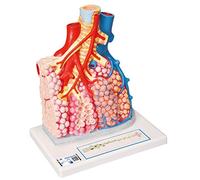 3B Scientific G60 Lobules Pulmonaires et Vascularisation + Application anatomie gratuite - 3B Smart Anatomy
