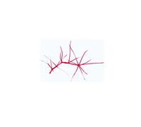 3B Scientific GmbH 1004254 Phanerogamae Supplementary Lot, 50 diapositives