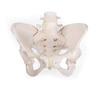 3B Scientific GmbH 1019864 Flexible femelle Bassin Modèle