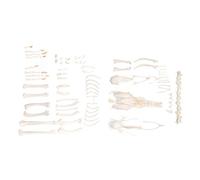 3B Scientific GmbH T30002U Squelette de poule déarticulé