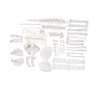 3B Scientific GmbH T30028U Squelette de chat déarticulé