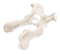 3B Scientific GmbH T30065 Bassin pour chien