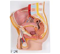 3B Scientific H11 Bassin Masculin, en 2 Parties + Application anatomie gratuite - 3B Smart Anatomy