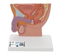 3B Scientific H12 Coupe du Bassin Masculin, Echelle 1/2 + Application anatomie gratuite - 3B Smart Anatomy
