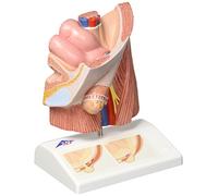 3B Scientific H13 Modèle de Hernie Inguinale + Application anatomie gratuite - 3B Smart Anatomy