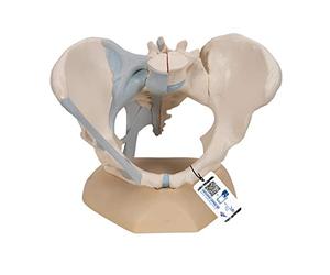 3B Scientific H20/2 Bassin Féminin avec Ligaments, en Trois Pièces + Application anatomie gratuite - 3B Smart Anatomy