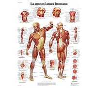 3B Scientific humain Imprimé sur papier, les muscles, 1