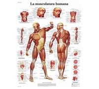 3B Scientific humain Imprimé sur papier, les muscles, 1