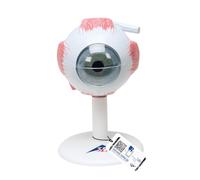 3B Scientific® Œil Humain - Modèle Anatomique Agrandi 3 Fois en 6 Parties avec Structures Amovibles + Smart Anatomy App (Garantie de 5 Ans)