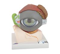 3B Scientific® Œil Humain - Modèle Anatomique Agrandi 5 Fois en 8 Parties avec Structures Amovibles + Smart Anatomy App (Garantie de 5 Ans)