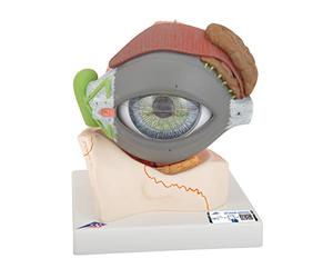 3B Scientific® Œil Humain - Modèle Anatomique Agrandi 5 Fois en 8 Parties avec Structures Amovibles + Smart Anatomy App (Garantie de 5 Ans)