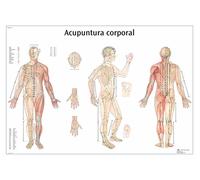 3B Scientific Imprimé en Papier, acupuncture corporelle, 1