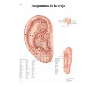 3B Scientific Imprimé en Papier, acupuncture de l'oreille, 1