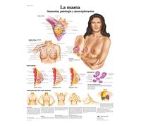 3B Scientific Imprimé en Papier, allaitement, anatomie, pathologie et Autoe x ploración, 1