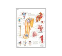 3B Scientific Imprimé en Papier, épaule et coude, 1