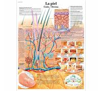 3B Scientific Imprimé en papier, La peau, 3B Scientific VR3283L Papier laminé brillant résistant aux UV La Piel Graphique anatomique (La Skin Anatomical Chart, espagnol), taille de l'affiche 50,8 cm de large x 66 cm de hauteur, 1