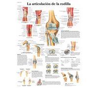 3B Scientific Imprimé en Papier, l'articulation du genou, 1